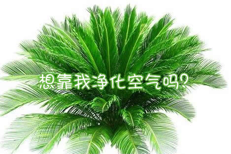 你相信凈化空氣的室內(nèi)植物有用嗎？