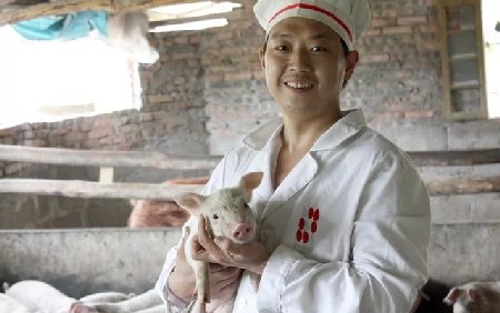 養(yǎng)殖奇招 給豬舍裝上新風(fēng)系統(tǒng)